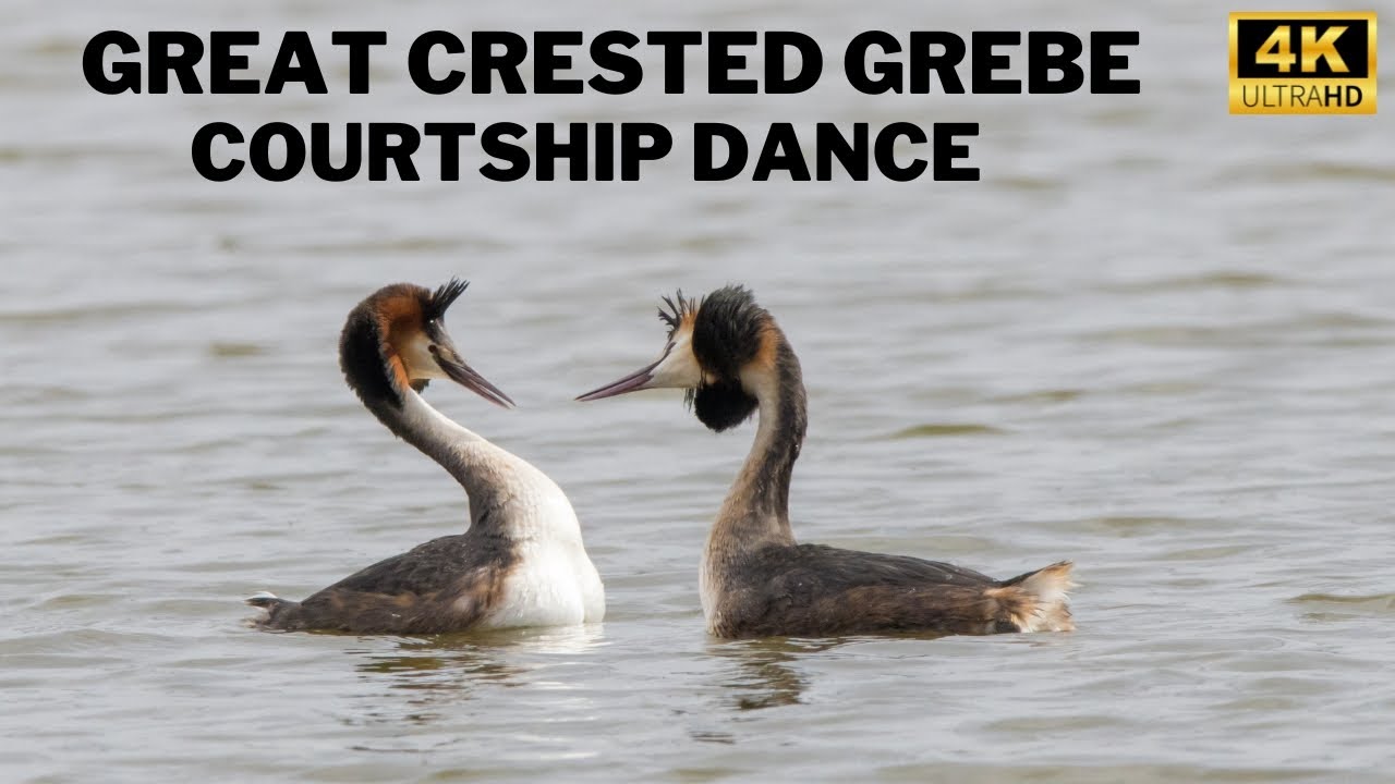 GREAT CRESTED GREBE | PODICEPS CRISTATUS | COURTSHIP DANCE | CHEW VALLEY LAKE, UK
