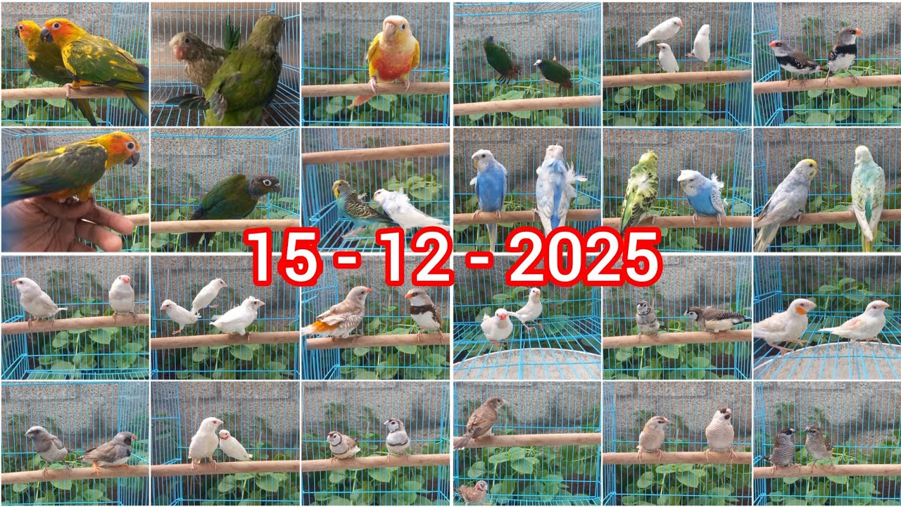 Sun conure | finches | monk | helicopter budgies | Kanyakumari 