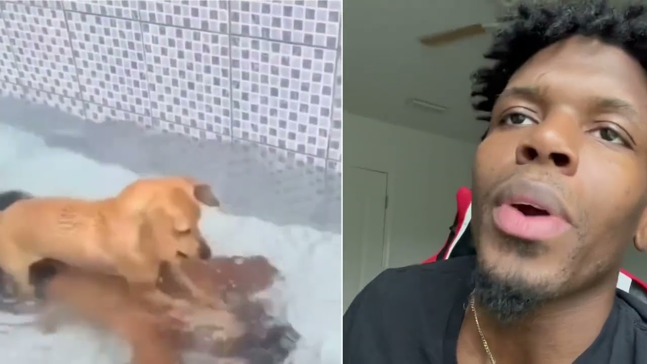 Эту СОБАКУ нужно запереть!! 🐕🔐