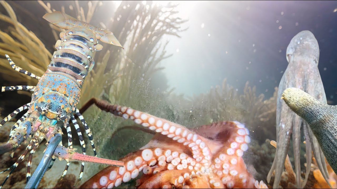 Treasure Below: How I Scuba Dive to Catch & Sell Fish for Profit