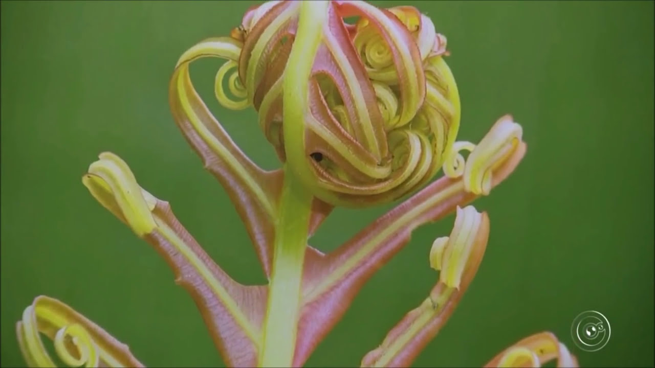 Casal pesquisa espécies de orquídeas em reserva de Mata Atlântica em Tapiraí