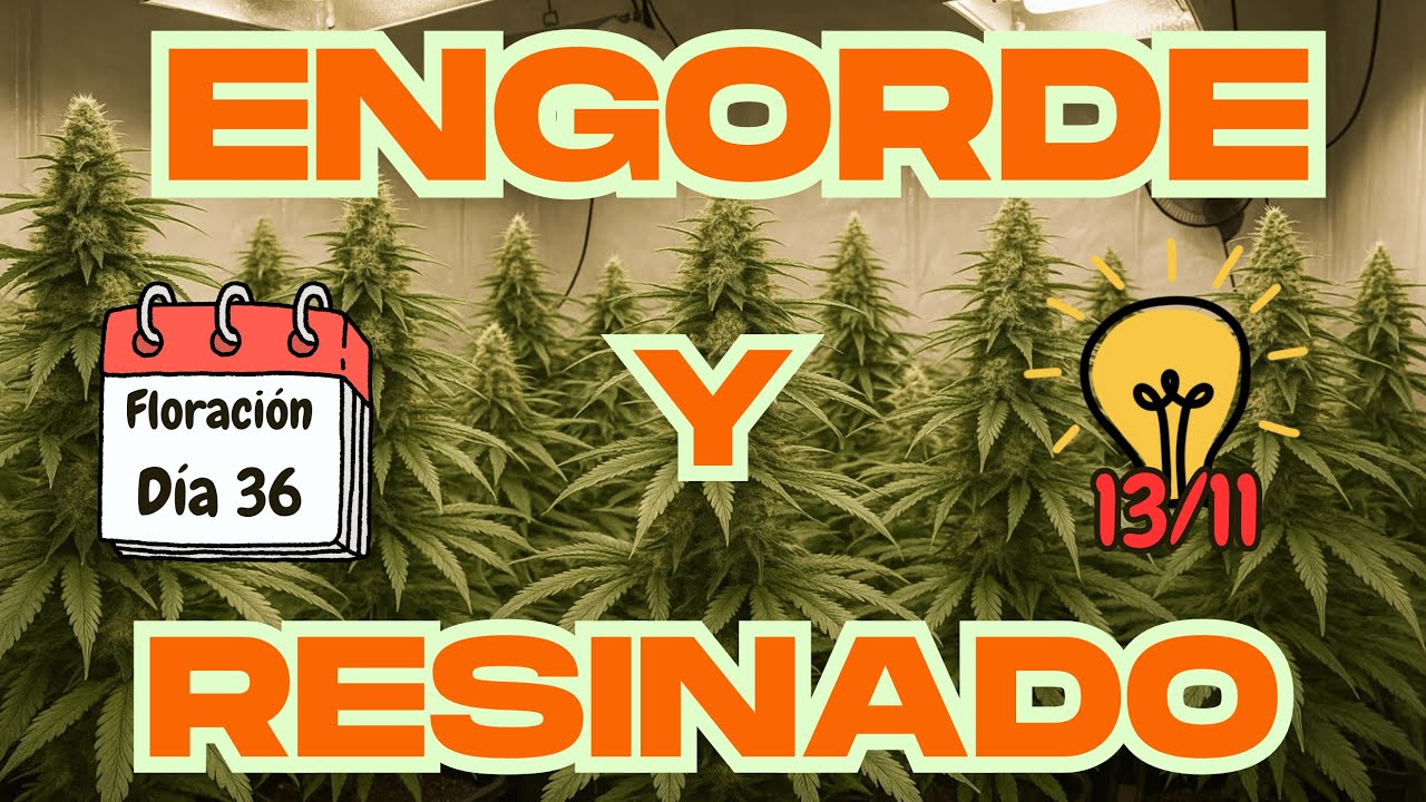 🍁 EMPIEZA EL ENGORDE Y RESINADO |  FOTOPERIODO 13/11🍁 | NUEVO MARS HYDRO FC-E6500