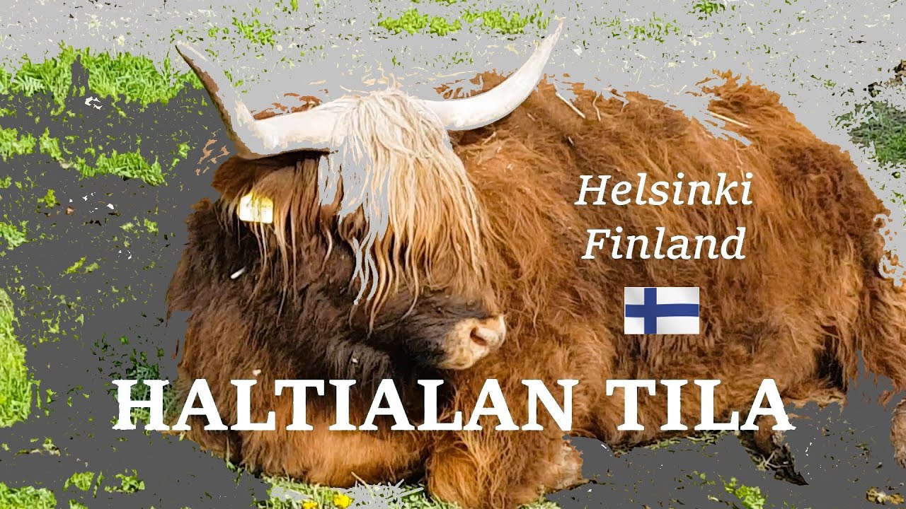 Haltialan kotieläintila, ylämaankarjaa laitumella.  🇫🇮