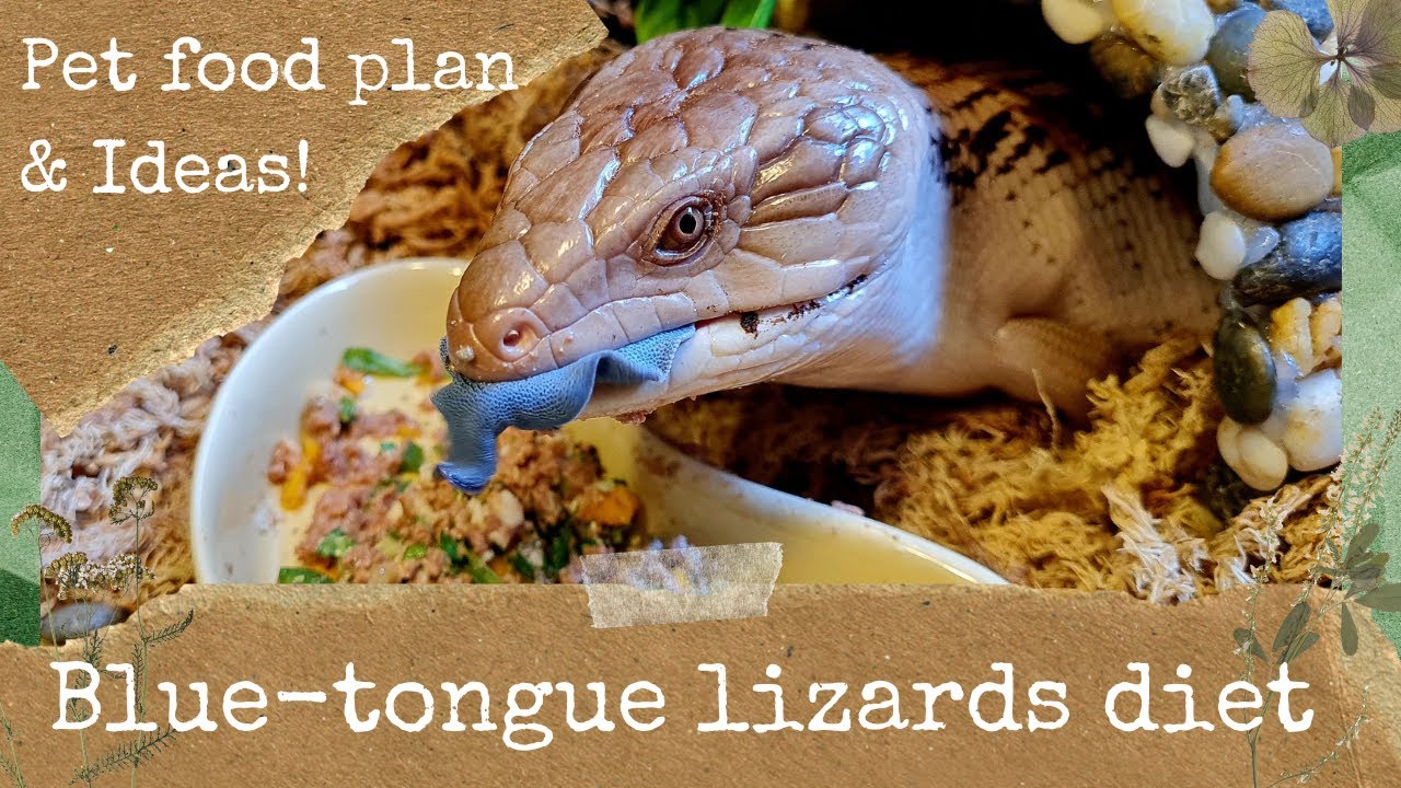 The Blue-tongue lizards diet: What to feed your pet lizard!