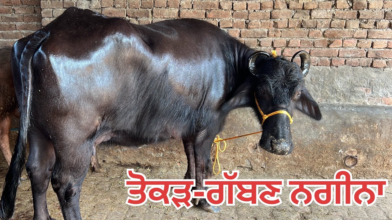 ਬਿਲਕੁਲ ਸਸਤੇ ਮੁੱਲ 🔥ਤੋਕੜ-ਗੱਬਣ ਮੱਝ ਵਿਕਾਉ- one cow for sale #brardairyfarmmoga 