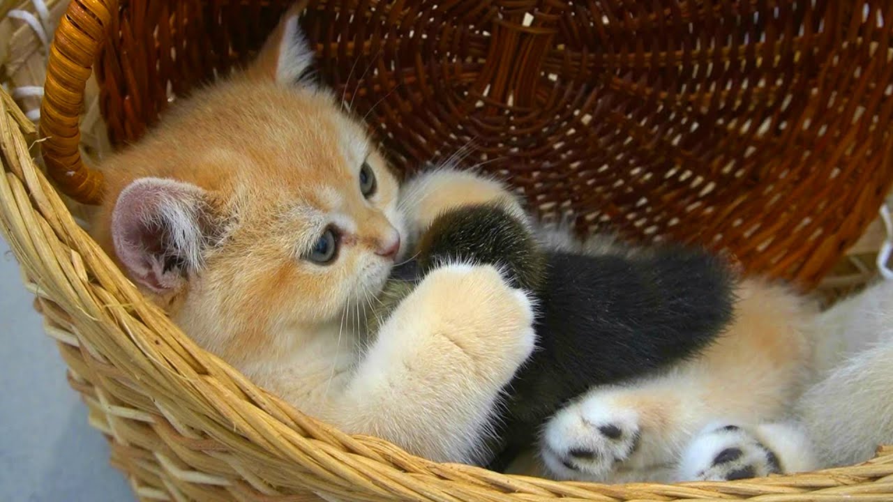 Kitten Loki cuddle the duckling closely because he don't want she leave him