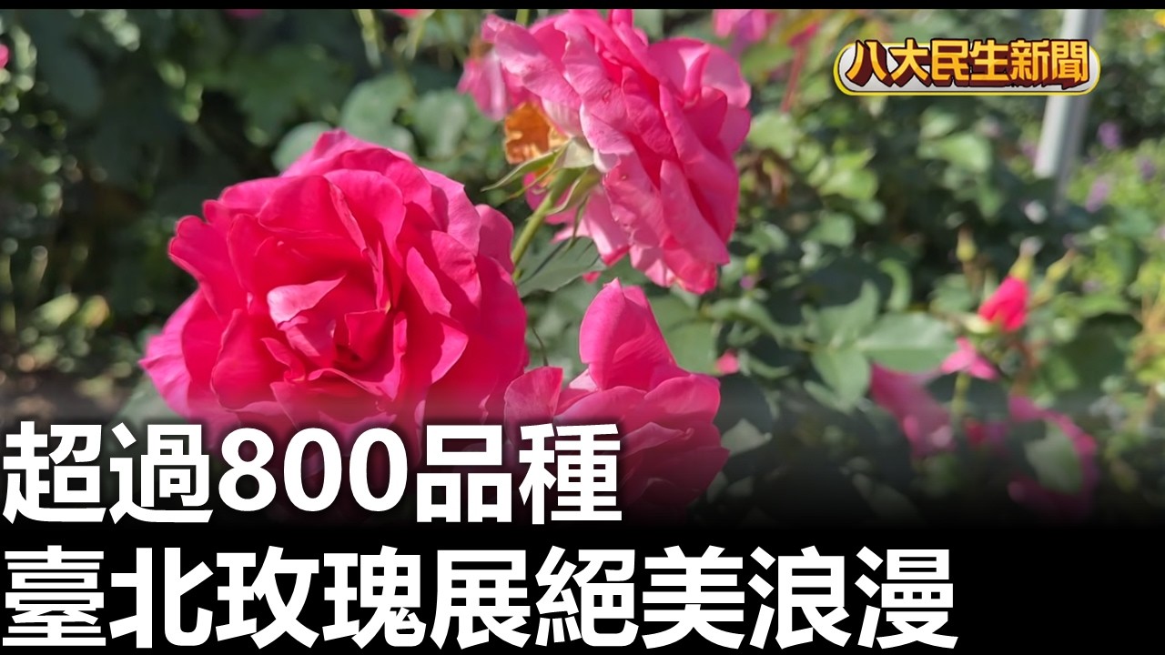 超過800品種 臺北玫瑰展絕美浪漫  2026031407