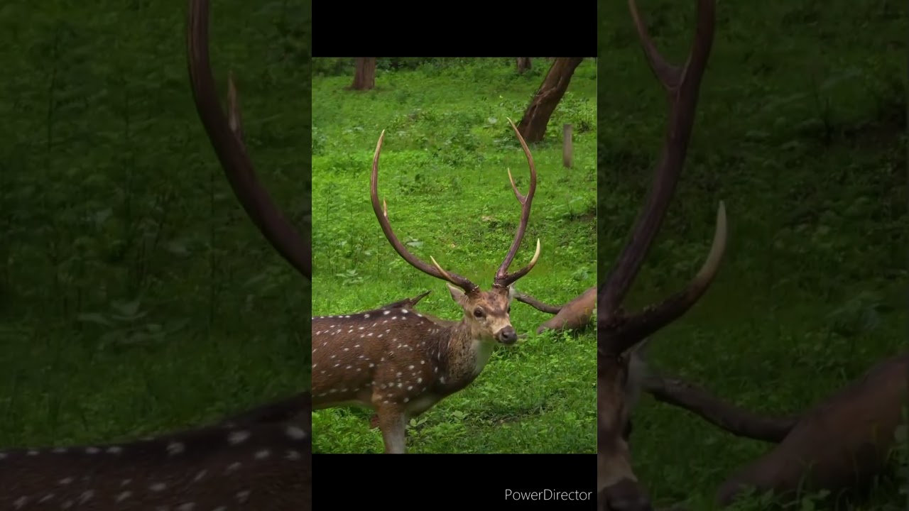 Muthanga wildlife sanctuary #muthanga #wayanad #wildlife #animals #nature #jungle #kerala