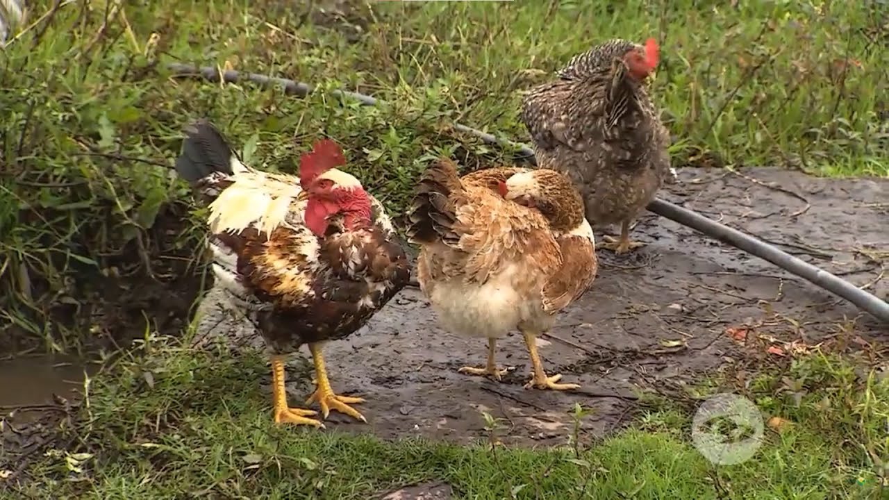 Avicultura: la fórmula para mejorar la productividad de sus gallinas criollas - La Finca de Hoy