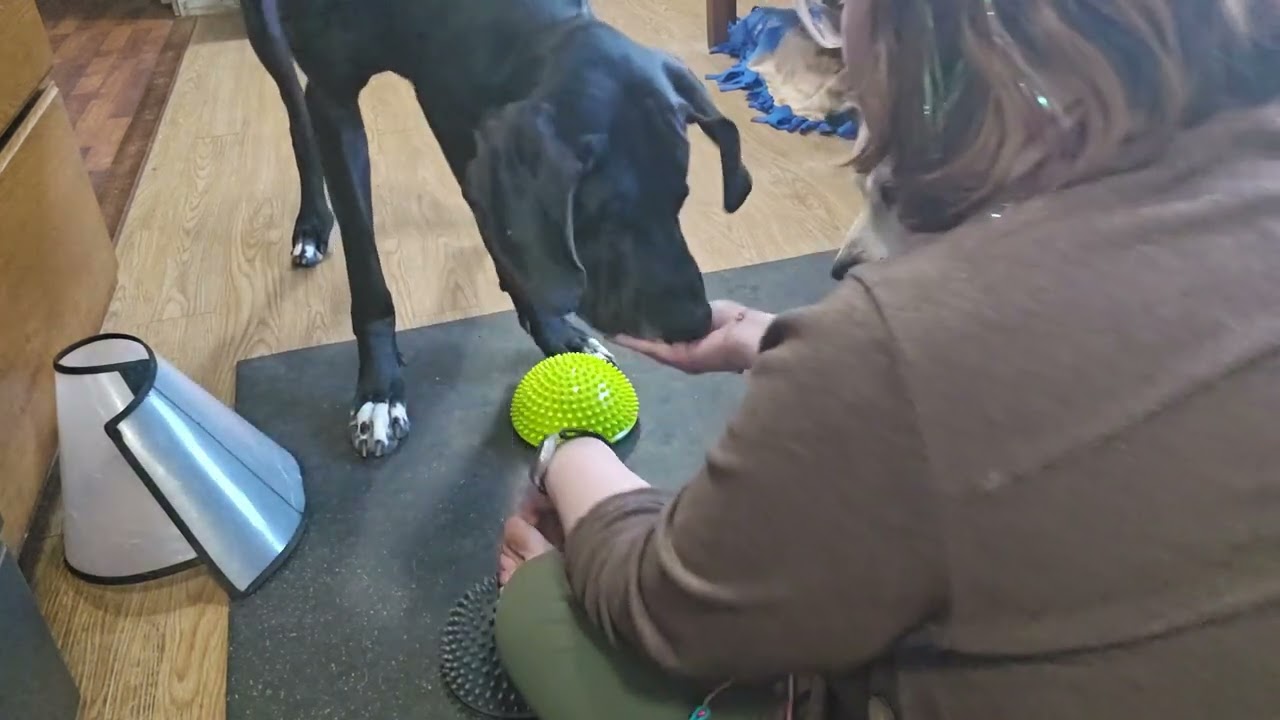 Paw targeting 