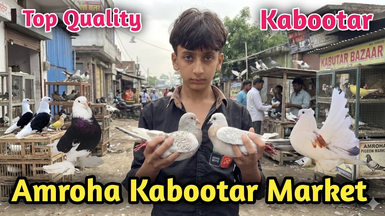 Kabootar Market Amroha 🕊️ 15-04-2026. अमरोहा कबूतर बाज़ार Fancy gola kabootar market 