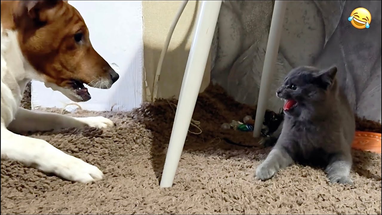 Funny CATS🐈 and DOGS🐶 Funny and cute ANIMALS videos😊