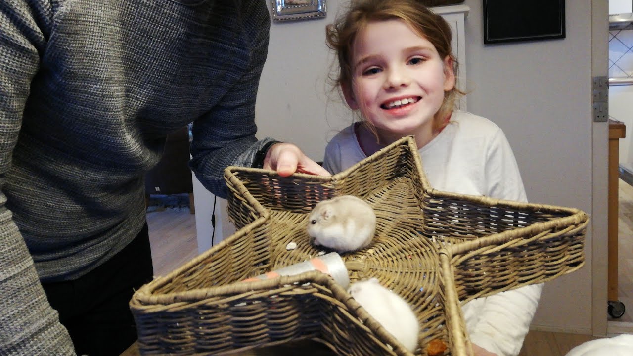 Det vil Malle & Fia være til fastelavn🤓Nyt hjemmelavet rør til vores to hamster🐹🐹
