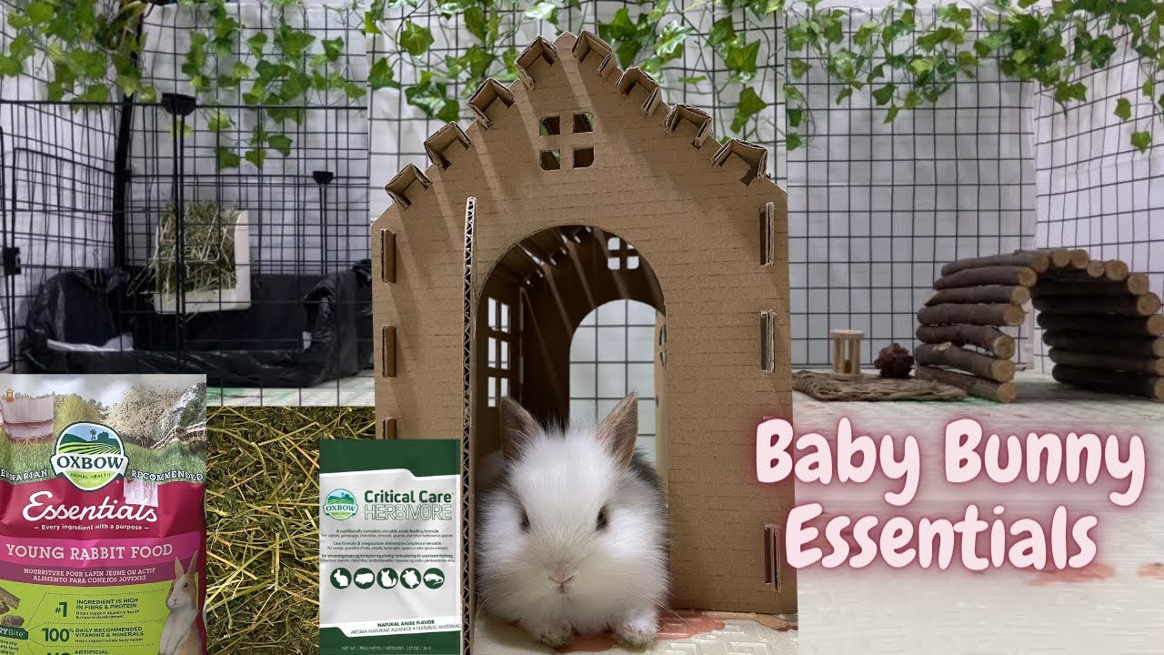 Preparing For Baby Eevee's Arrival | New Baby Bunny Essentials