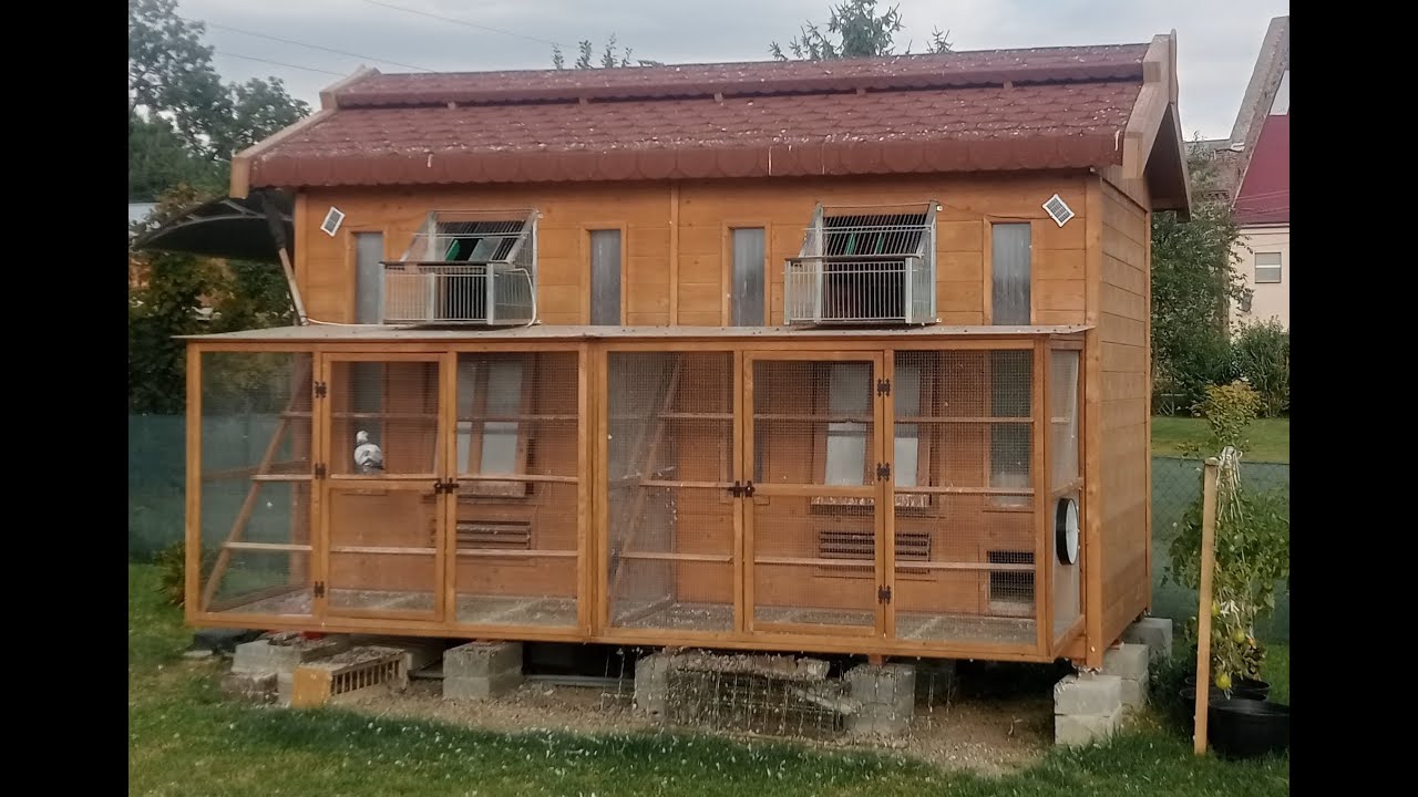 Lot gołębi młodych- Zielona Góra 150 km (Drugi lot)