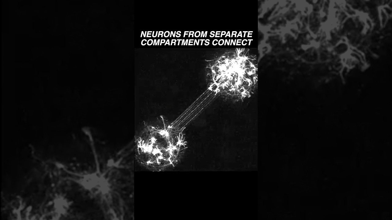 Neurons in two different compartments extend their neurites & establish a connection #neuroscience