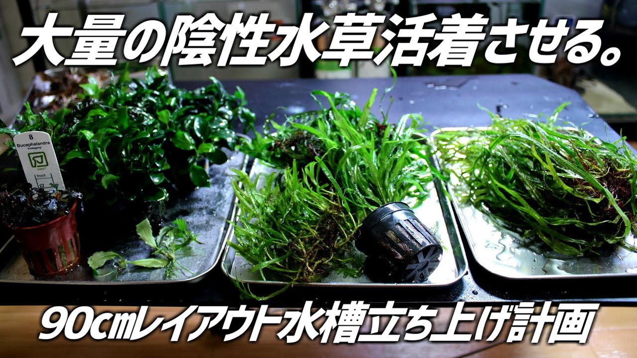 90㎝水槽立ち上げ準備！大量の陰性水草を紹介！#181【アクアリウム】