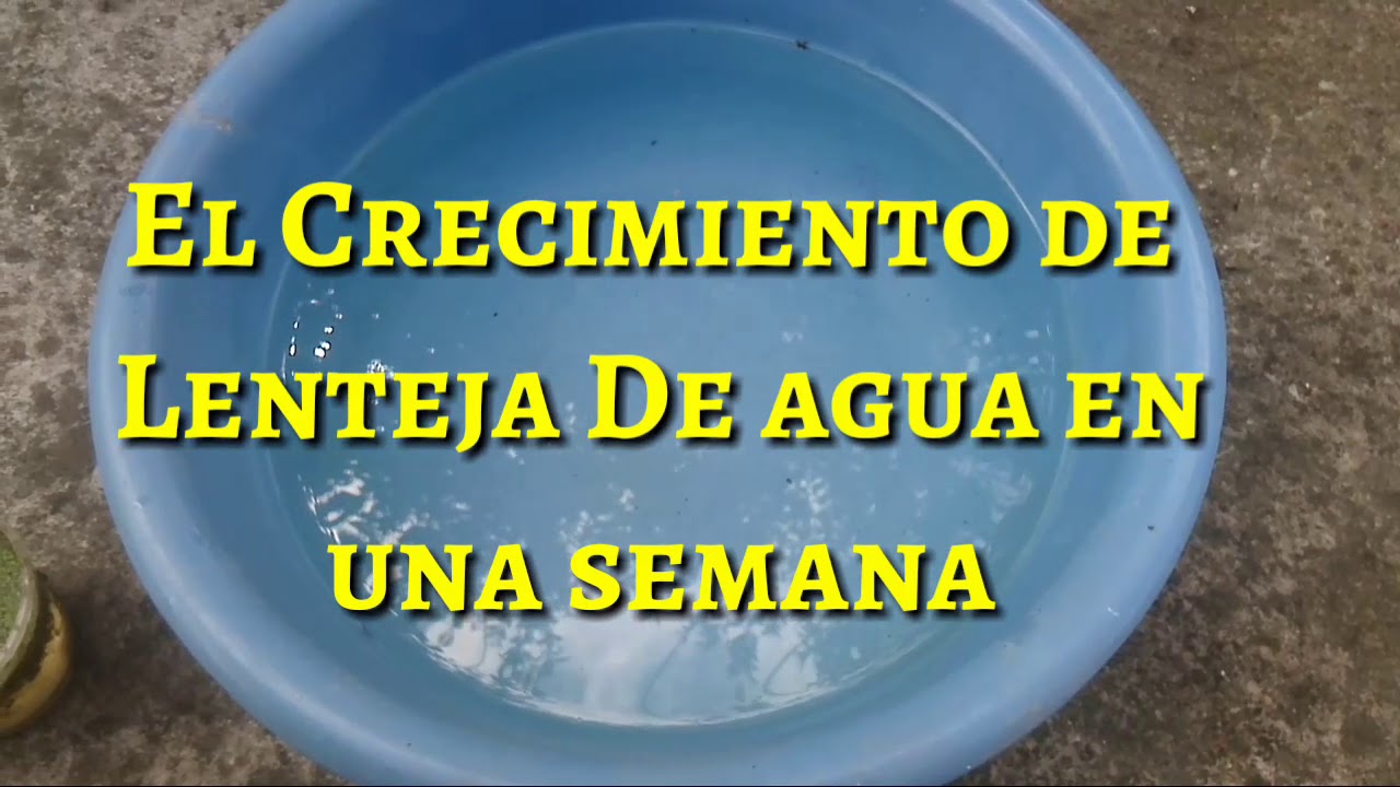 El Crecimiento De Lenteja De Agua En Una Semana