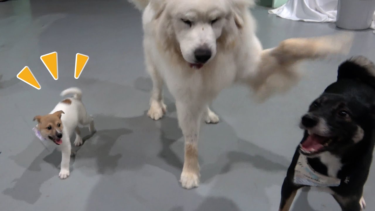 どうしても超大型犬の遊びに混ざりたい保護子犬が可愛すぎる…