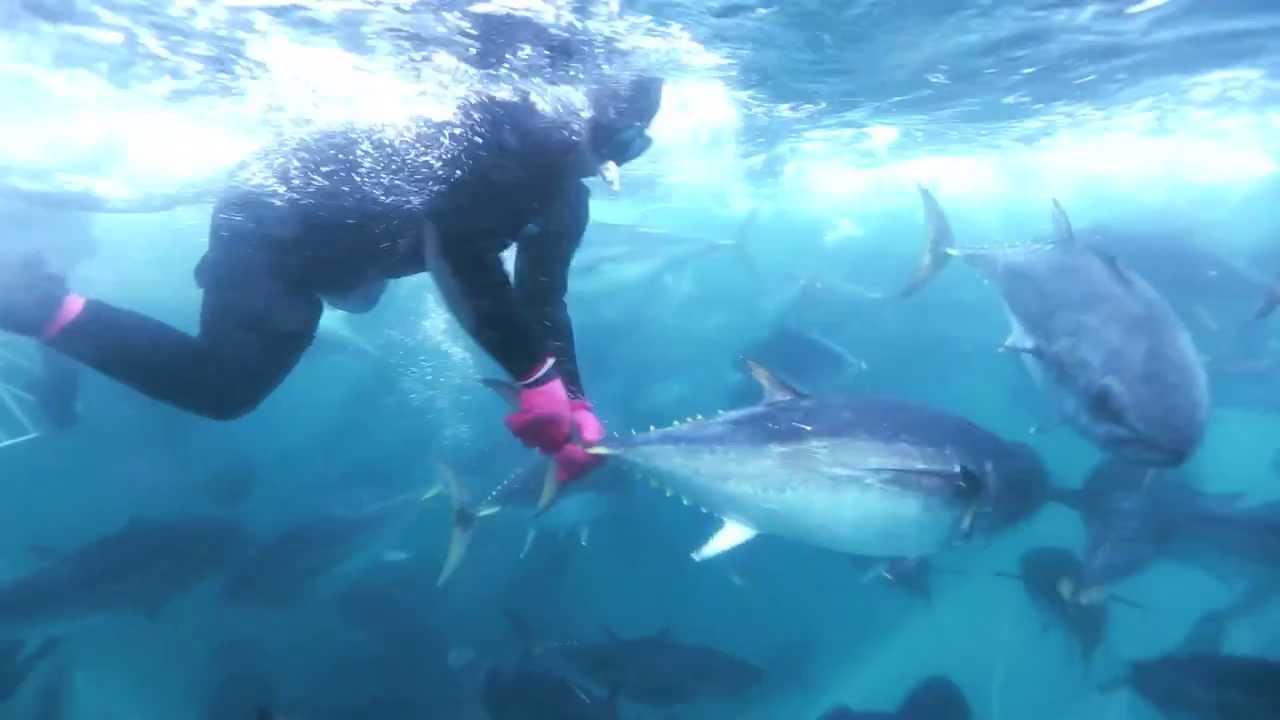 Careers in the Australian Southern Bluefin Tuna Industry