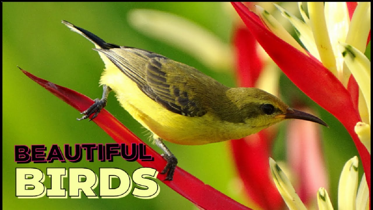 beutiful birds compilation of #2022 | Indian birds | Bird sounds