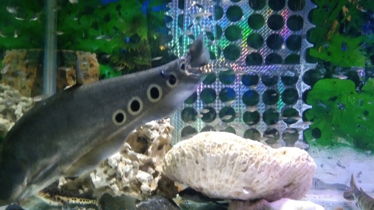 IKAN PREDATOR #61