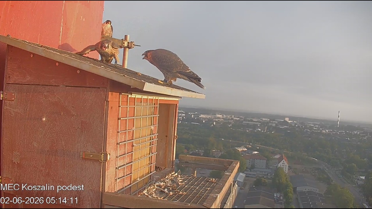 Koszalin 02 06 2026 1 ~ 1NX przyleciał, oboje z 0NV skoczyli na daszek, młody Nilę przegonił