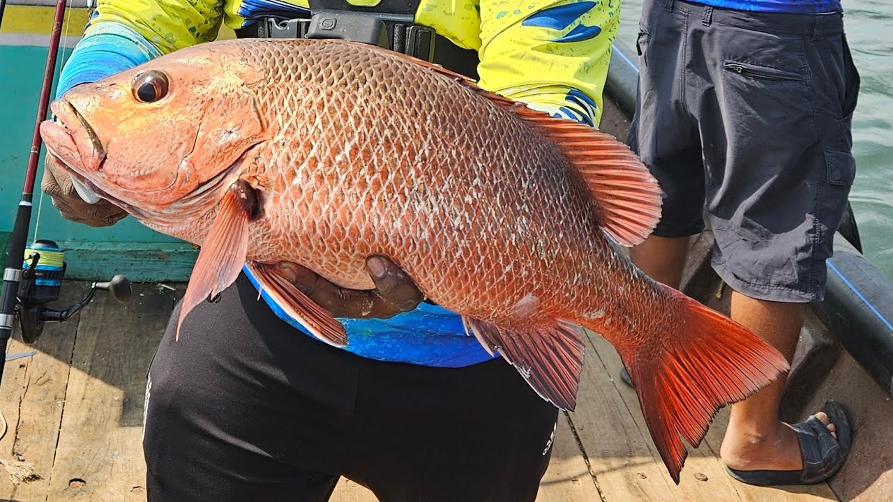 fishing / red snepper fishing / gt fishing / jigging