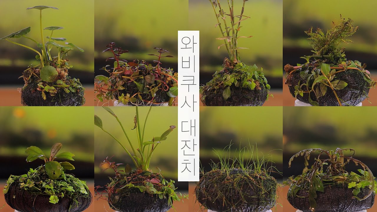 [ENG] 와비쿠사 대잔치 | 수초 | 수경재배 | 물멍 | Wabikusa | Plant | Hydroponics | MulMung
