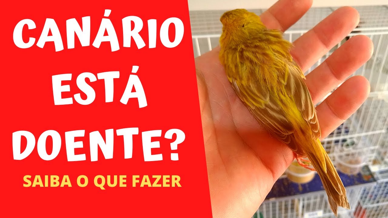 CANÁRIO ESTÁ DOENTE? SAIBA O QUE FAZER