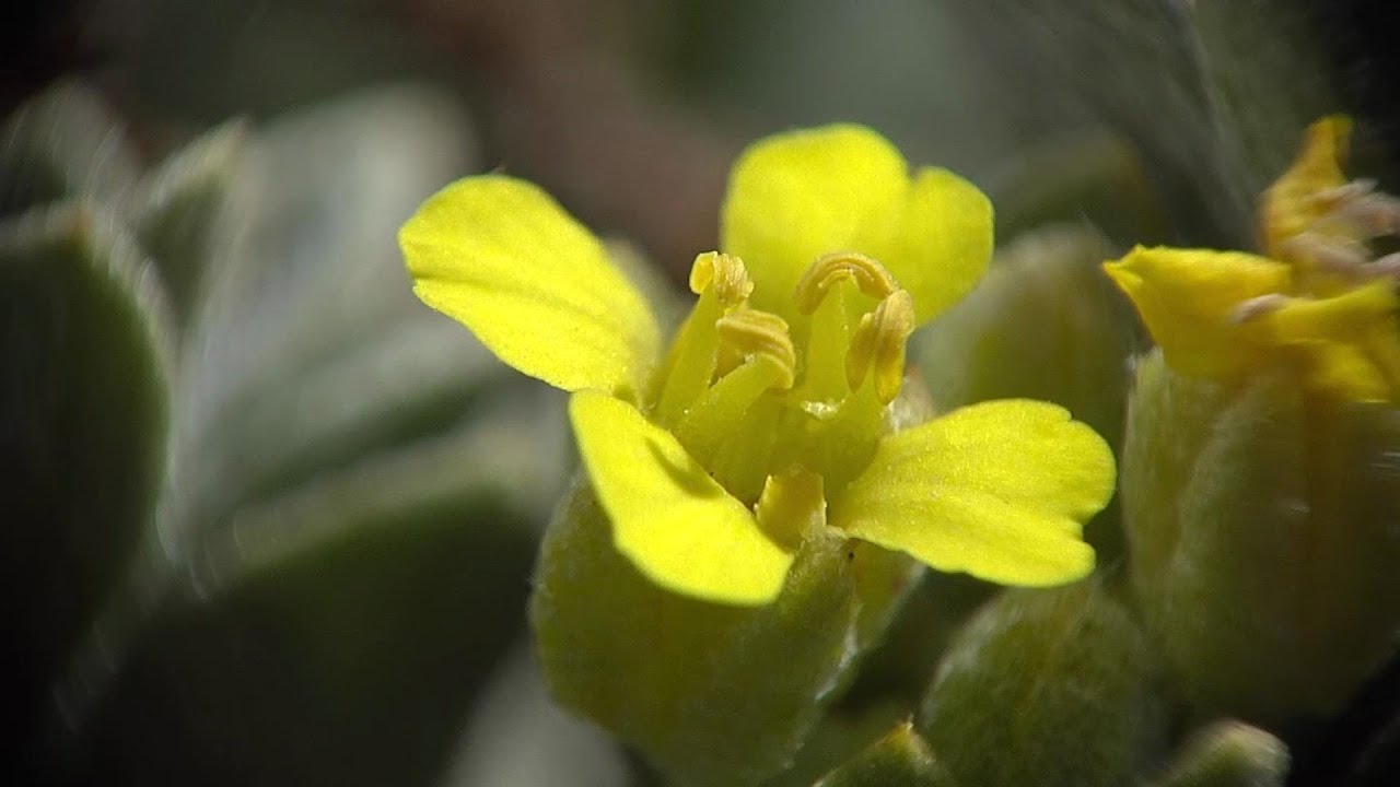 botanique: Corbeille-d'or des sables