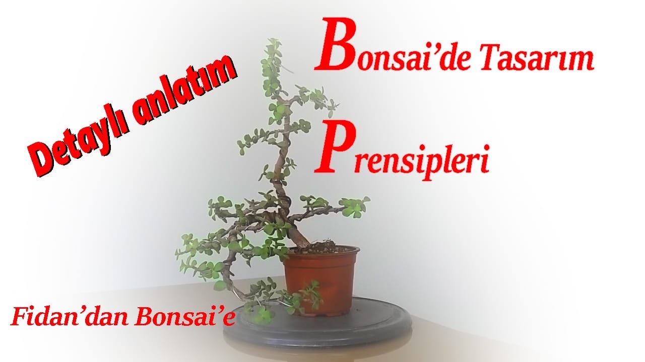 Bonsai Nasıl Yapılır? Fidan'dan Bonsai'e.... Bonsai'de Tasarım Prensipleri