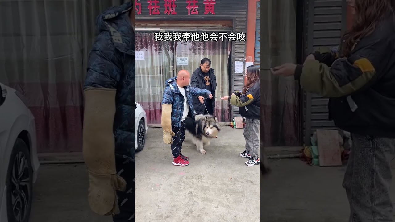 阿拉斯加专业户😎😎今天来了一只胆小敏感咬人的阿拉斯加，了解了一下没有主人说的那么凶，我们边训边看，到底什么样#萌宠出道计划 #阿拉斯加 #宠物训练 #贵阳训犬学校 #贵阳训犬师