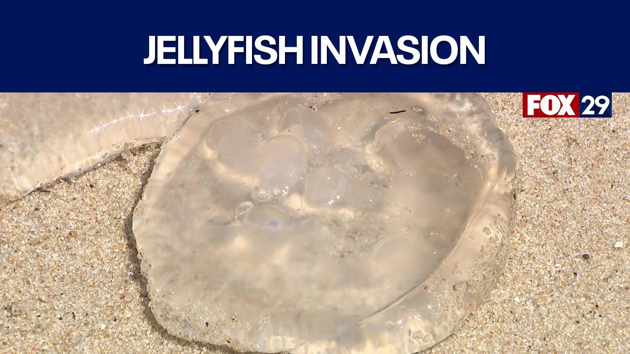 Jellyfish problem at Delaware beaches