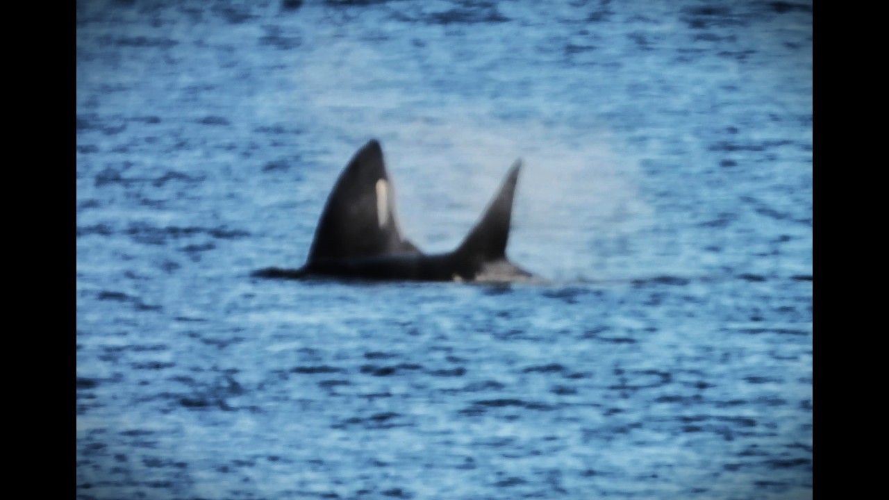 T099 Pod of Bigg's Killer Whales (Transient Orcas) Put on Quite a Show for Land-based Whalewatchers
