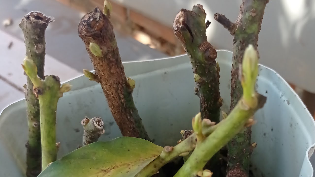 Estaquia de abacate 🥑 com 30 dias explodindo de brotos antes e depois..