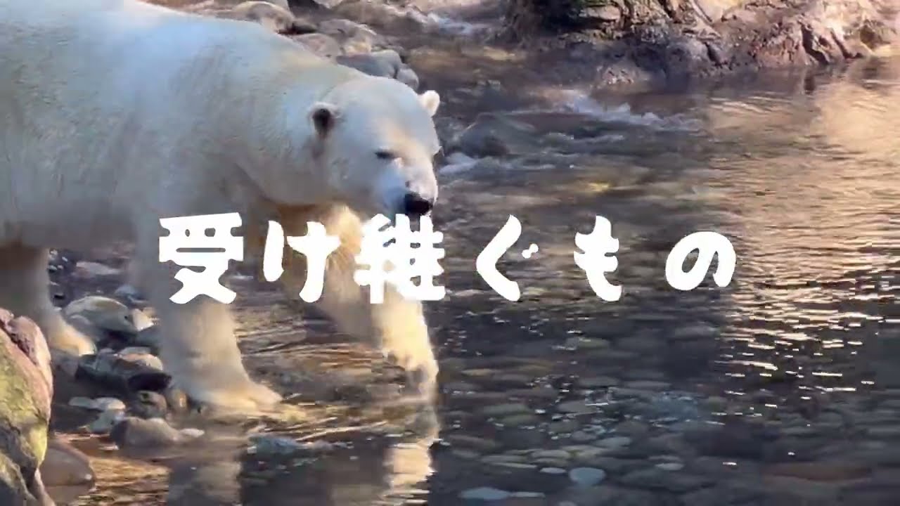 モモ、ホウちゃん、ライそして仔モモへ♡ゴーゴはここにいる♪偉大なるホッキョクグマのお父さんʕ•ᴥ•ʔ
