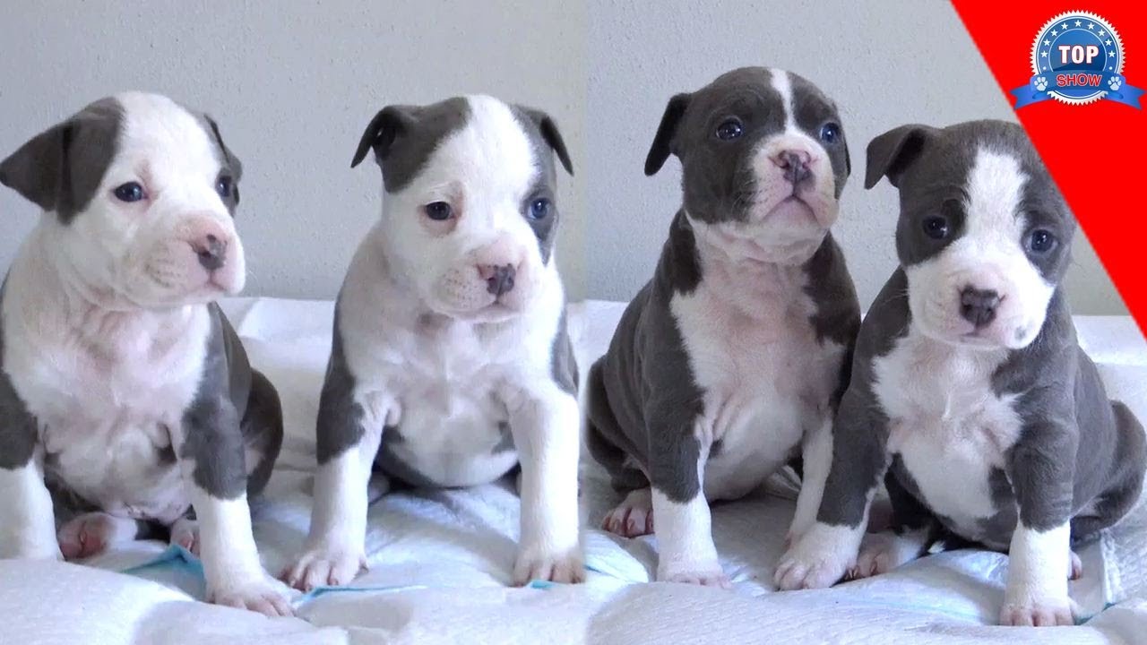 ASÍ VAN LOS CACHORROS AMSTAFF.!!