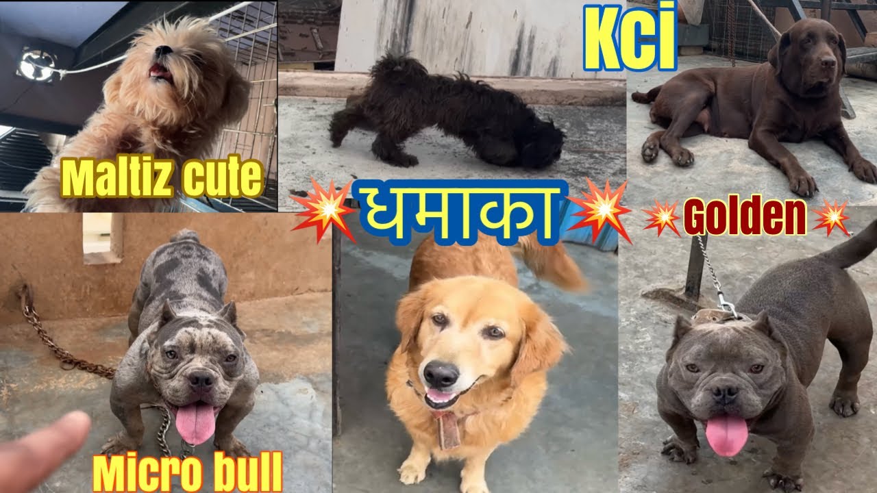 Shocking American Bully Trends! 😱🐶 | Bully Types + Shih Tzu Tri-Color