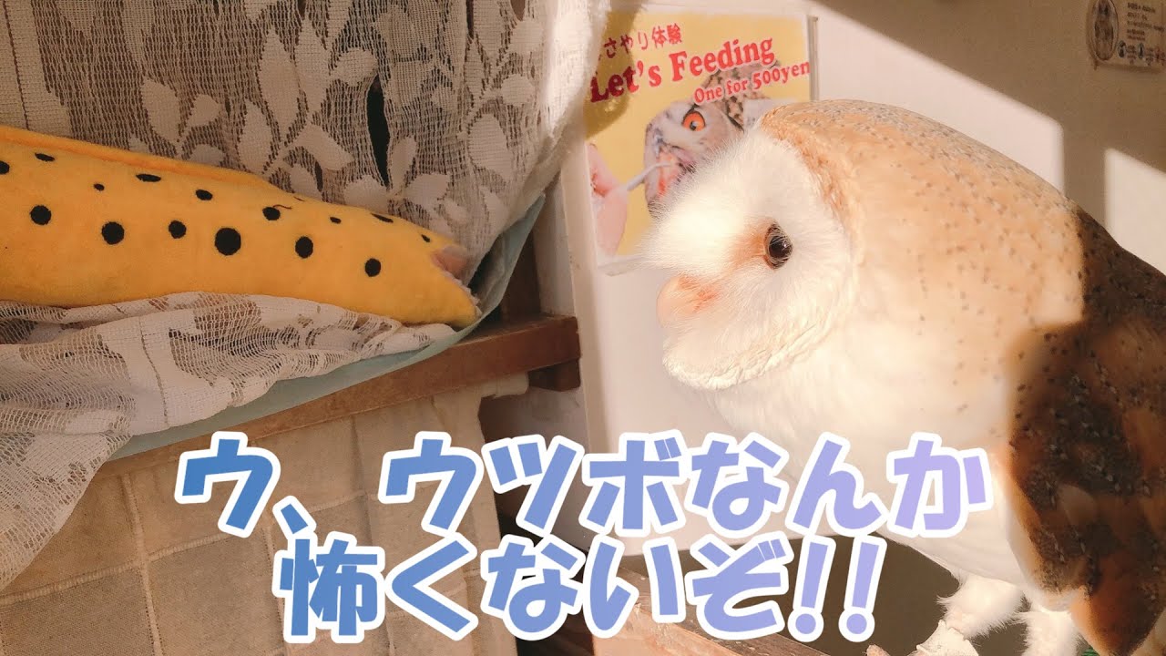 小部屋に入りたいふくろう【Owl wanting to enter the small room】