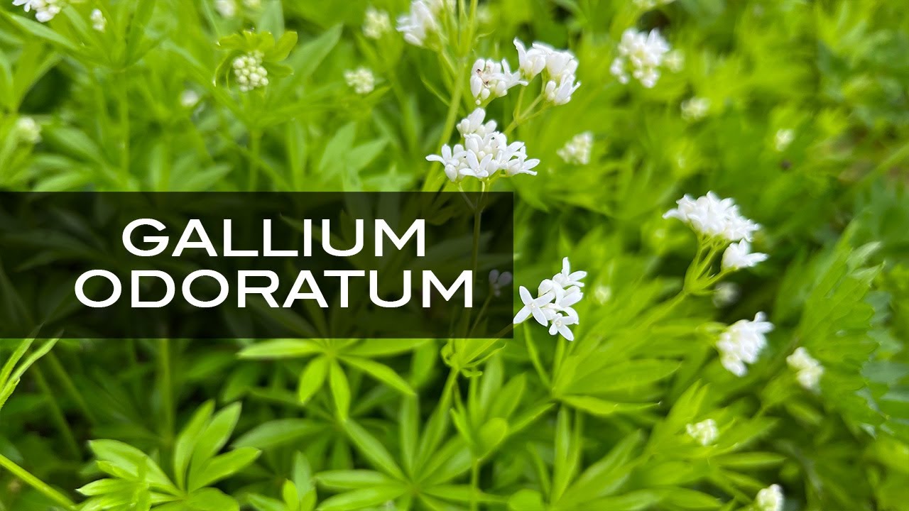 Gallium odoratum, una 