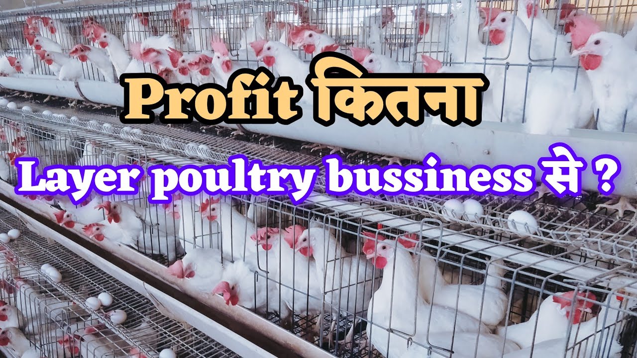 Start अंडा farming 1हजार मुर्गी से या 10 हजार से profit कितना होगा?#layer मुर्गी पालन #अंडा फार्म#eg