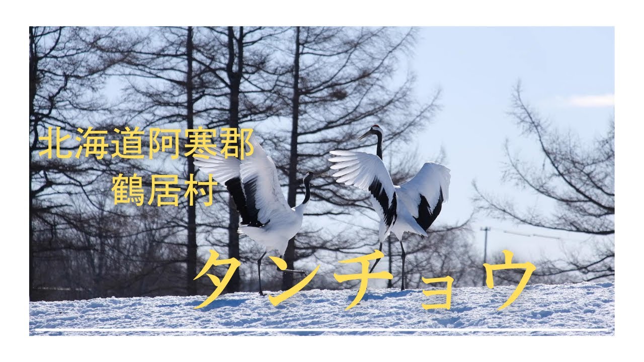鶴居のタンチョウ