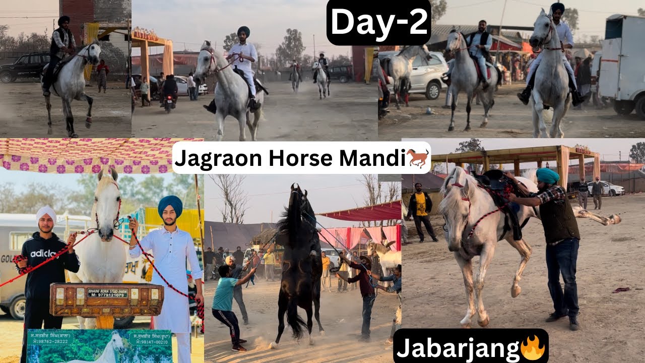 Jagraon Horse Mandi🐎Day-2//Jabrajang ne paya ghaa😬