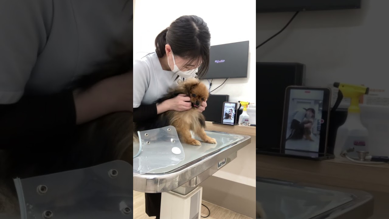 犬に無理をさせない上手な保定(頸静脈、サフェナの採血、目の検査、静脈留置、腹部エコー)