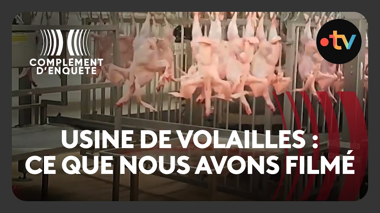 Infiltration au c&oelig;ur d'un abattoir de dindes - Compl&eacute;ment d'enqu&ecirc;te