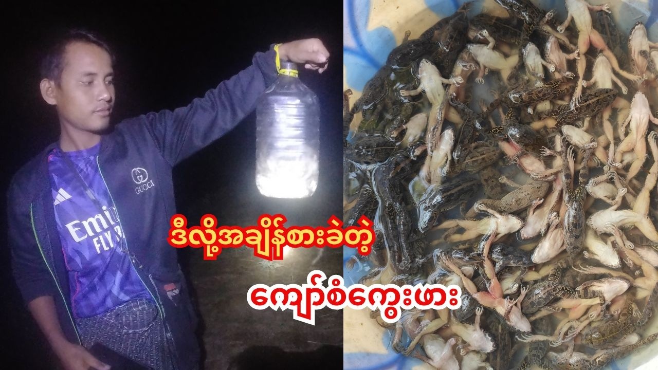 အချိန်အခါမဟုတ်မိုးရွာလို့ ကျော်စံကွေးဖား လိုက်ရှားပြီး ​ကြော်စား
