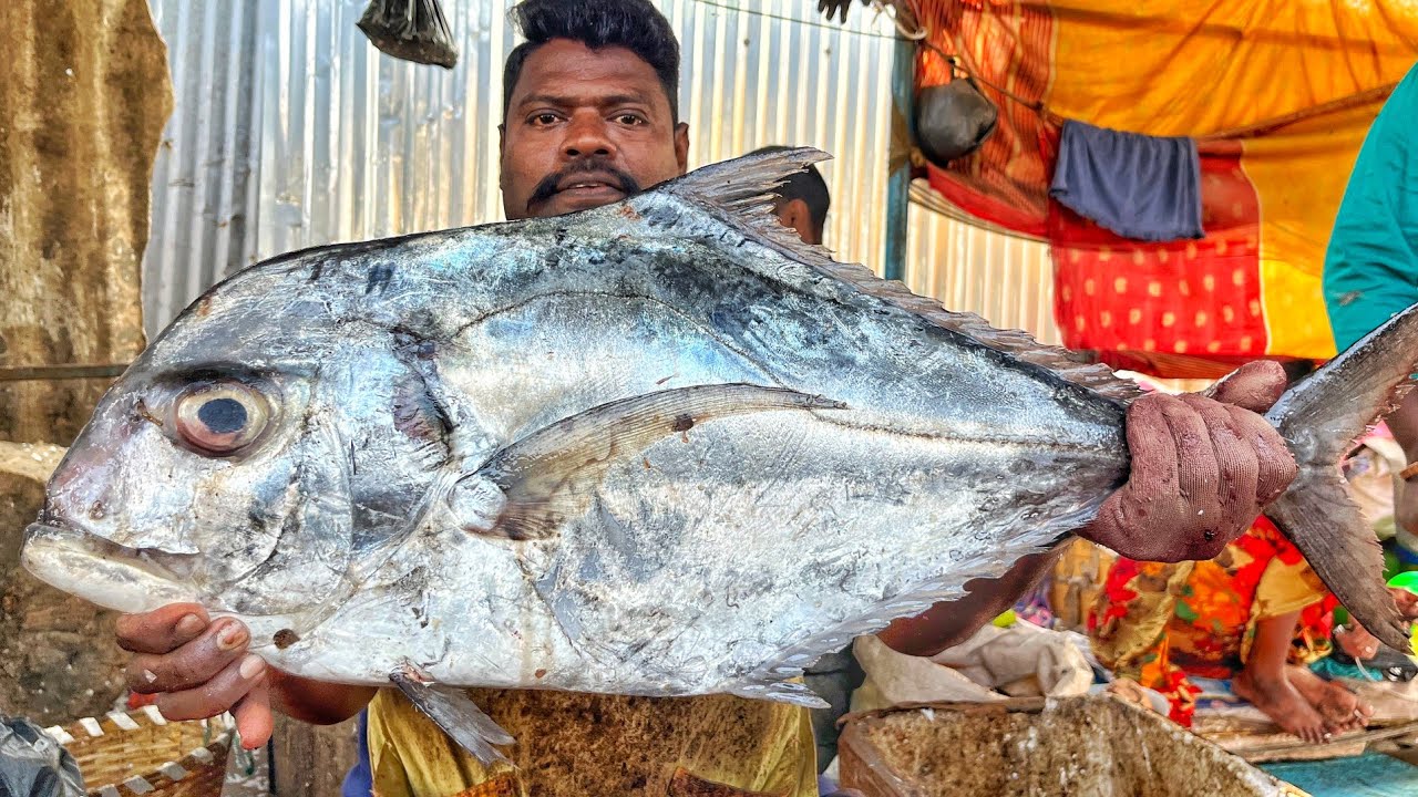 KASIMEDU 🔥 SPEED SELVAM | HUGE DIAMOND TRAVELLY FISH CUTTING VIDEO | 4K VIDEO | CS FISH CUTTING