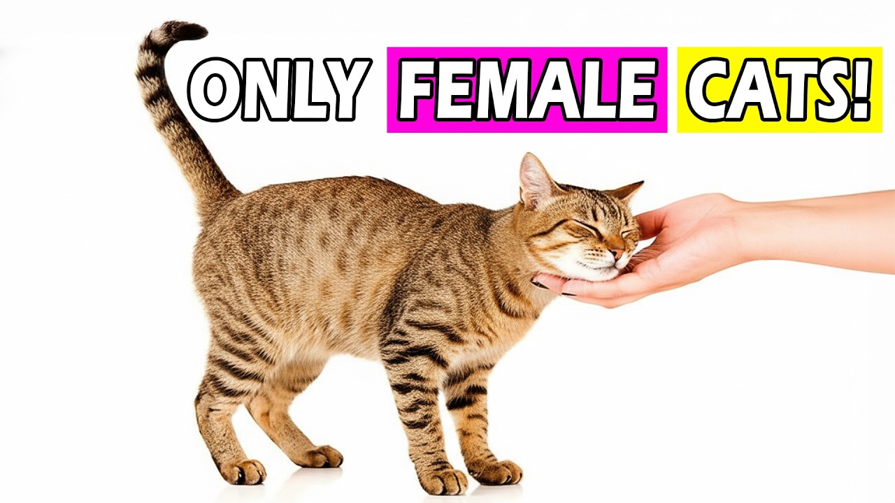 10 Super Weird Things Only Female Cats Do for Their Owners and Why