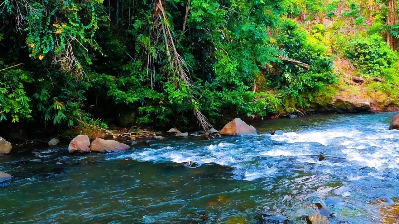 Natural Forest River Ambience | Relaxing White Noise Sounds